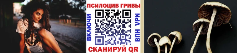 наркота Шилка Галлюциногенные грибы Psilocybe